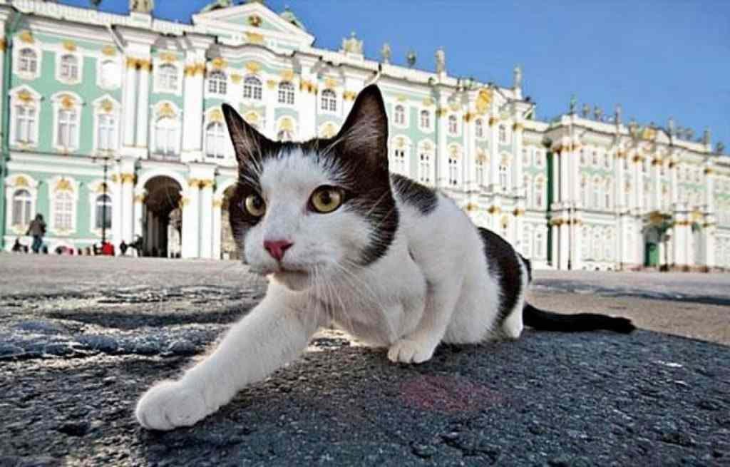 Γάτα του Ερμιτάζ, Ρωσία